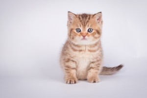 Честер - британский котенок шоколадный пятнистый питомника Elite British
